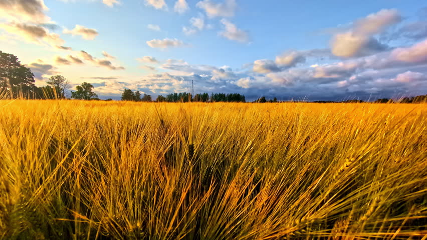 Wide Golden Barley Field Under Partly Cloudy Sky During Late Summer Afternoon