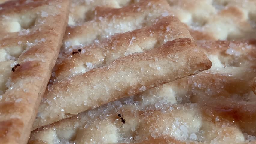 4K macro footage of small ants crawling on sugar-coated biscuit surface.Captured with sharp close-up focus and natural light, showing insect behavior, nature, and pest concept. Ideal for science, food