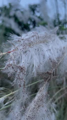 White Kash Flowers Moving in Gentle Wind, Wild White Kans Grass Swaying in Field.