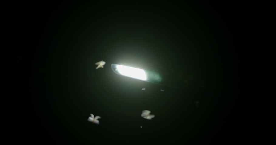 Flying Insect Hovering Close to Light Source at Night