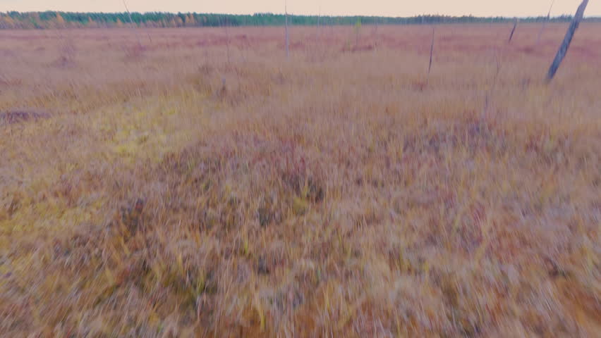 The guy walks through the swamp and looks for berries. A tourist makes his way through a swampy forest area. From the first person.