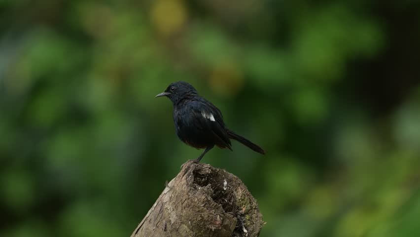 Closeup of Indian black robin perching on a wooden log, Kerala, India.