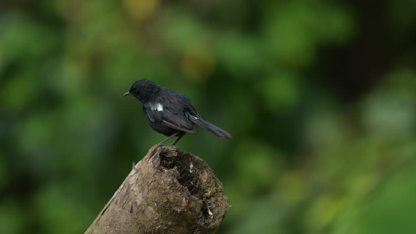 Closeup of Indian black robin perching on a wooden log, Kerala, India.