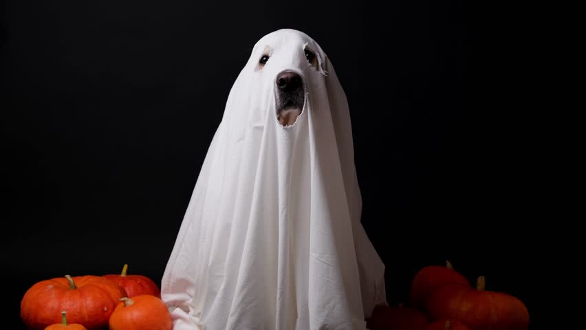 Cute ghost dog for Halloween. A golden Retriever in a ghost costume sits on a black background with pumpkins