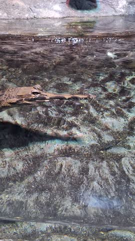 False Gharial (tomistoma schlegelii) swimming in clear water