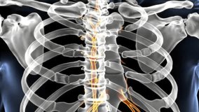 Animated view of the human rib cage and spine, highlighting the vertebral column. Medical education and health visualization showing skeletal details. 170 chars - Powered by Shutterstock - Get 15% off with code: PIKWIZARD15