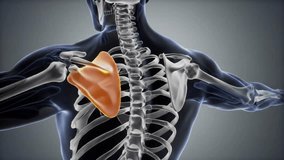 Animated 3D view of the upper bodys skeletal structure highlighting the scapula and its rotation. Demonstrating medical animation and health education. - Powered by Shutterstock - Get 15% off with code: PIKWIZARD15