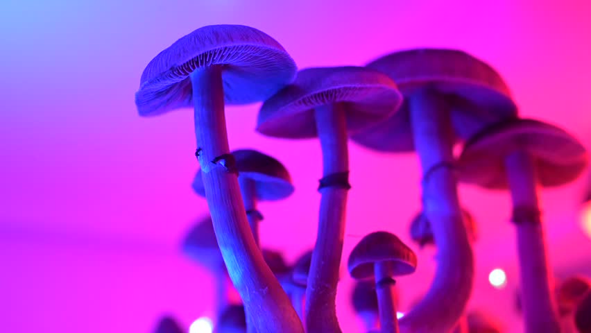 Psychedelic mushrooms under pink and cobalt lighting, close-up of gills and stems with glowing neon tones for cinematic footage