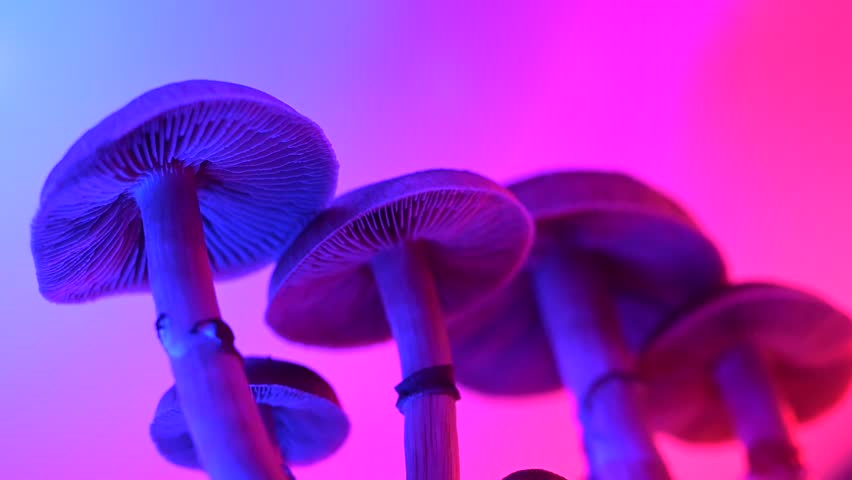 Psychedelic mushrooms under pink and cobalt lighting, close-up of gills and stems with glowing neon tones for cinematic footage