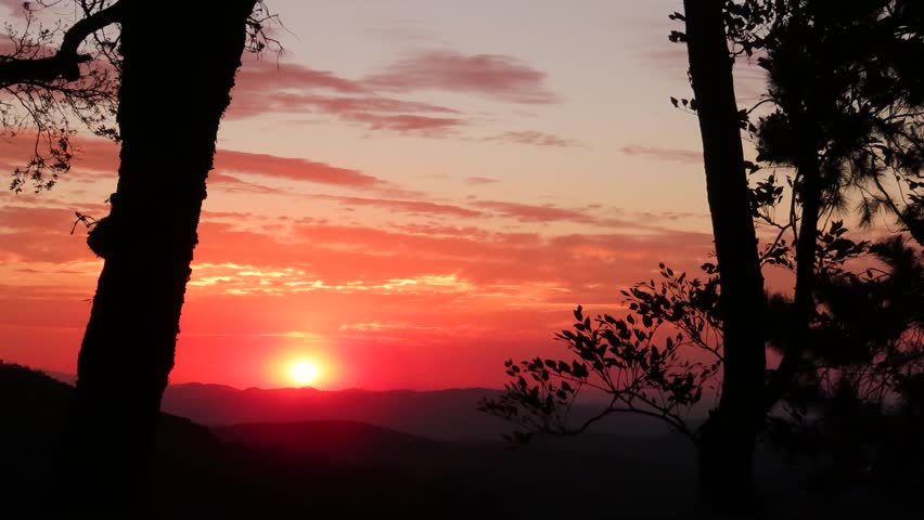 red sunset framed by silhouette of trees