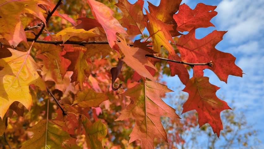 Beautiful orange-red leaves of the swamp oak sway on the trees. Blue natural background of blue cloudy sunny sky. Concept of arrival of autumn. Close up. Copy space.