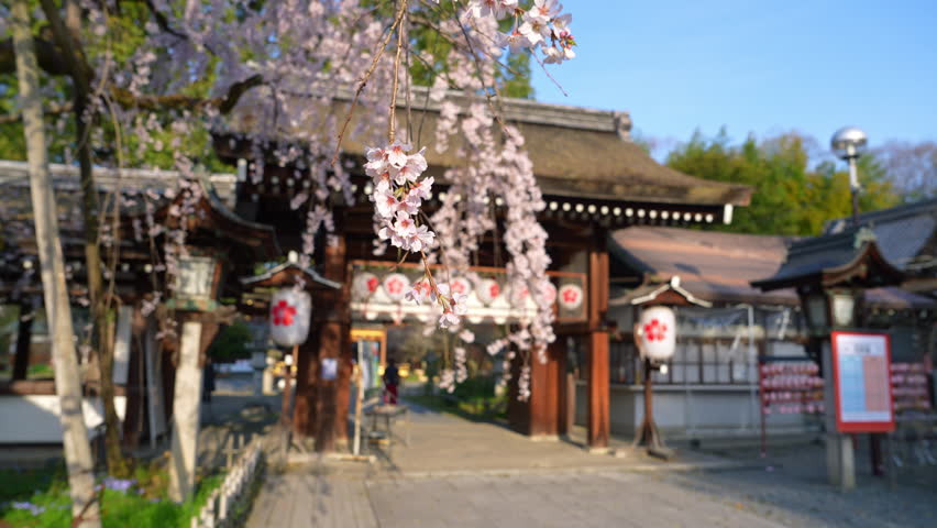 Cherry blossoms in full bloom at traditional Japanese shrine with lanterns, symbol of spring in Japan, cultural heritage and popular travel destination.