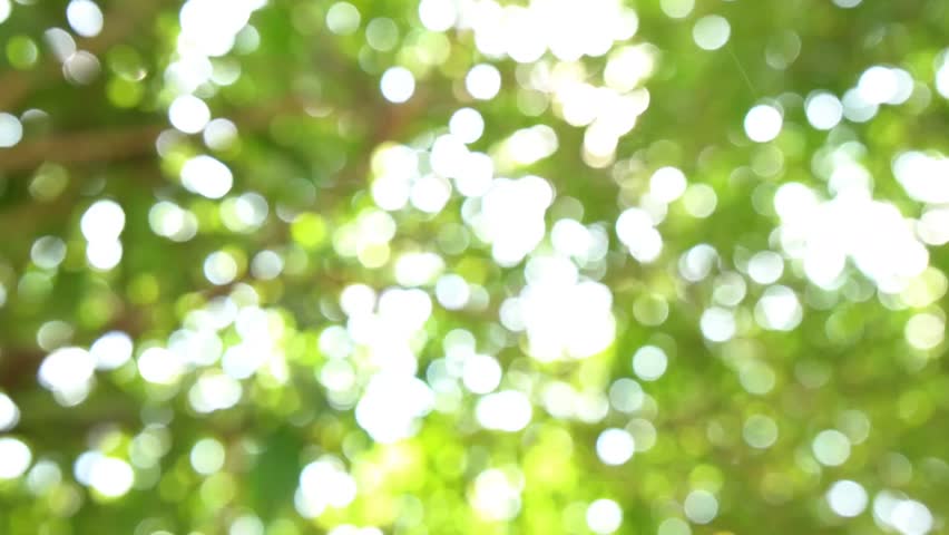 bokeh of lime tree in the park with camera video motion, green natural blurred leaves in summer, forest blur, environment ecology or greenery abstract texture