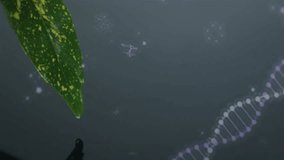 Leaf closeup starting drifting molecular icons, scrolling DNA helix demonstrating biotech process. Scientific, biotech, molecular, innovation, research, technology, futuristic - Powered by Shutterstock - Get 15% off with code: PIKWIZARD15