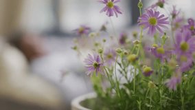 Senior woman tapping tablet screen and sparking digital heart emojis around purple daisies in tech. Digital interaction, relaxation, wellness, comfort, modernity, connection, vitality - Powered by Shutterstock - Get 15% off with code: PIKWIZARD15