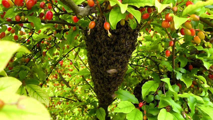 A swarm of bees on a tree with red berries.