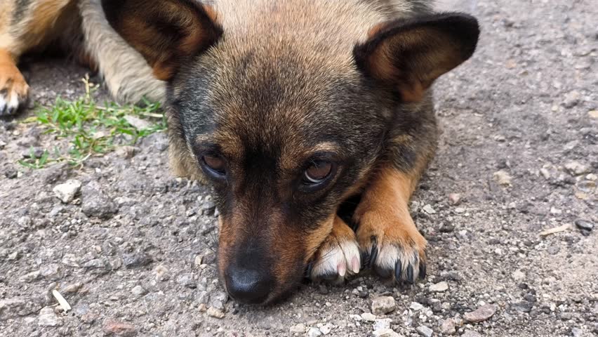 A dog laying on the ground with its head resting on the pavement.