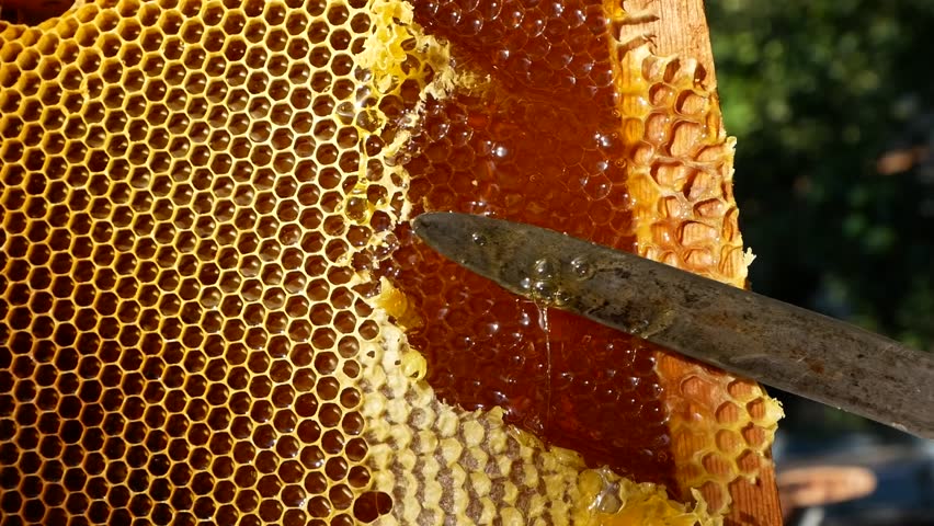 Beekeeper cuts wax from honey frame with knife, fresh golden honey flowing, honey harvest in apiary and healthy natural dessert.