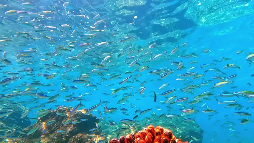 Multi-colored fish swim in the red sea near a coral reef. Diverse schools of fish for diving and freediving at seaside resorts in Egypt.