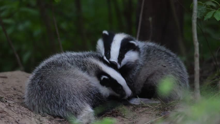 European two young badgers Meles meles spring time in forest Poland Europe