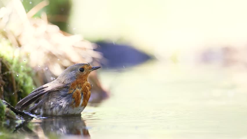Bird Robin Erithacus rubecula, small bird in forest puddle, summer time in Poland Europe bird bathing and drinking water