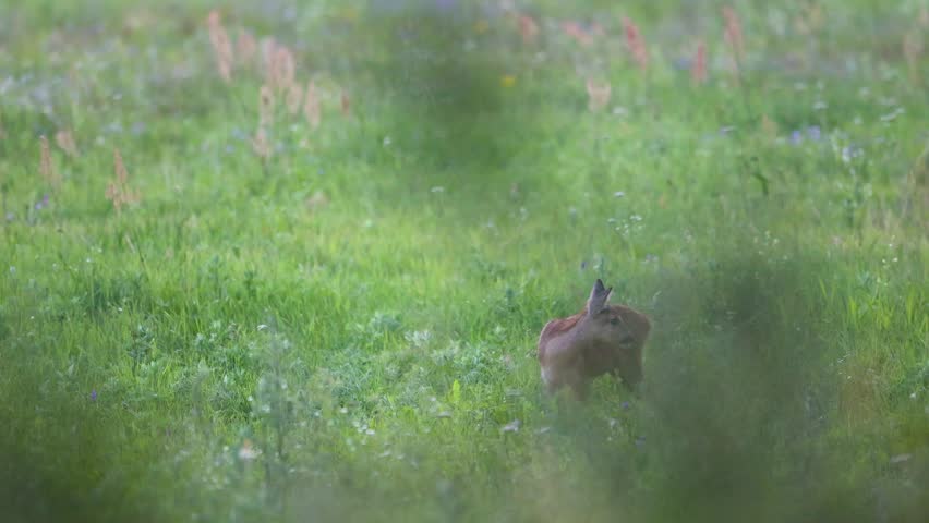 Mammal - young roe deer Capreolus capreolus Majestic roe deer, capreolus capreolus, green meadow in summer. young mammal with orange fur walking through meadow