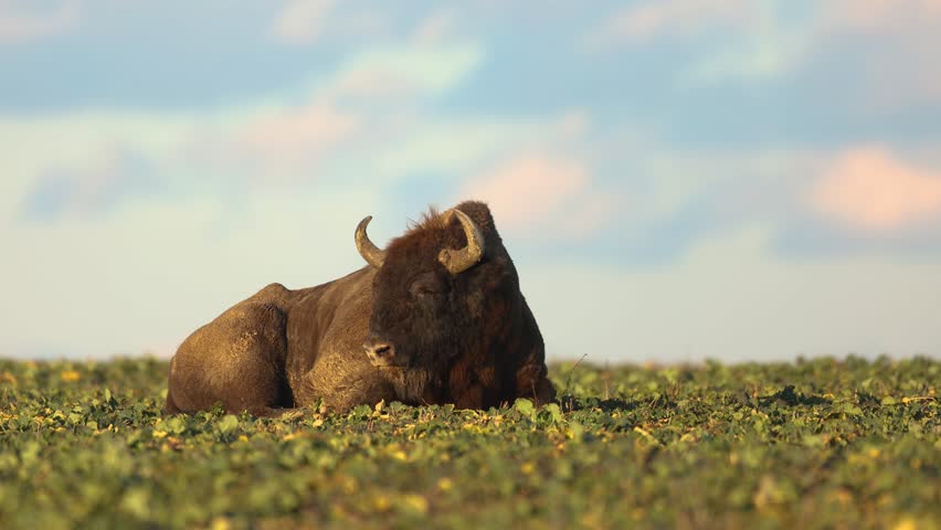 Mammals - wild nature European bison ( Bison bonasus ) Wisent bull sittnig on the autumn field sundown North Eastern part of Poland, Europe Knyszynska Primeval Forest