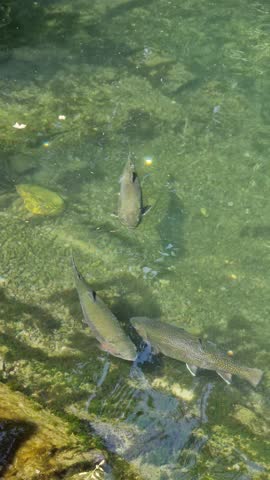 Overhead vertical view of several trout swimming in clear, green-tinted river, showing spotted skin and rocky, mossy riverbed in bright, direct sunlight on a summer day.