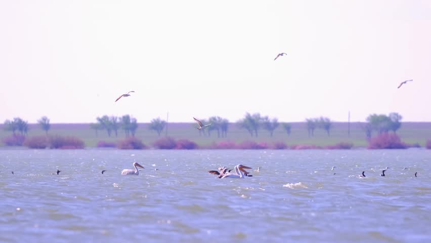 A flock of waterfowl, pelicans and cormorants, takes off over the lake. Flying birds in the blue sky. Waterfowl at the nesting site.