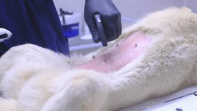 Veterinary clinic, surgeon performs sterilization surgery on a husky dog. Close-up of the surgery, veterinarian treats the dog's belly with antiseptic. - Powered by Shutterstock - Get 15% off with code: PIKWIZARD15