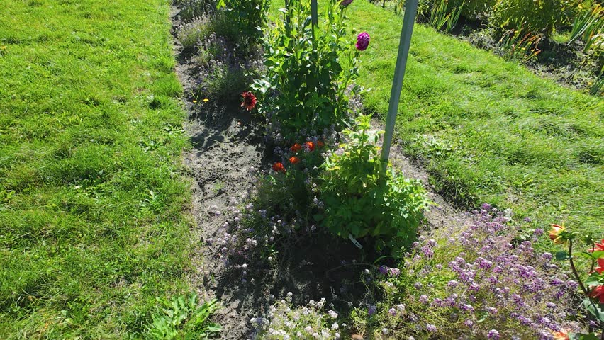 Rows of bushes with dahlia flowers in a garden.
