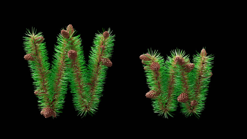 3D animation of uppercase and lowercase letter W made with pine needles and cones, alpha channel. Decorative festive alphabet for New Year projects, Christmas cards, and eco-friendly layouts.