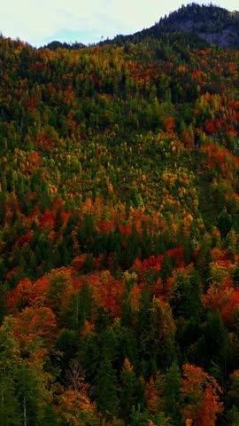 Vibrant autumn forest colors from a high, sweeping viewpoint at dusk
