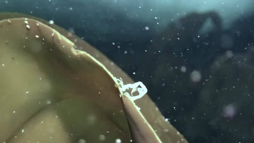 Tiny caprella linearis, or skeleton shrimp, are seen carefully walking along the edge of seaweed in the dark, cold waters of the White Sea. Early morning light filters through.