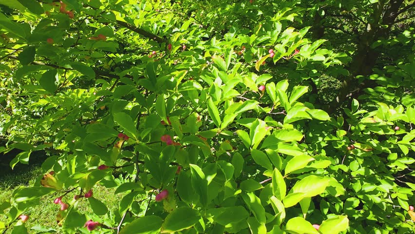 Green leaves, branches, and fruits of the magnolia tree.