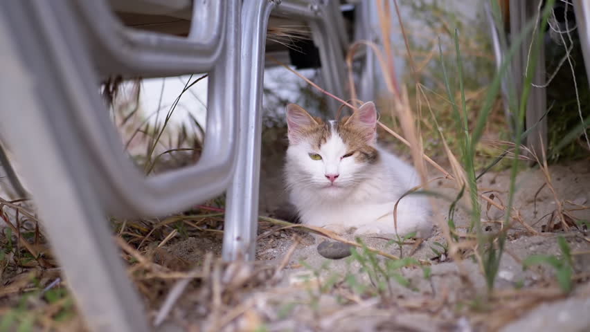 Curious cat sits on the sand between stacked chairs in the backyard. A stray tricolor fluffy cat sits and falls asleep outdoors in lush grass, hiding from people in the rays of sunlight. Pet behavior.