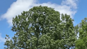 Top of the old high ash with branches swinging from the strong wind against the sky in summer sunny day 
 - Powered by Shutterstock - Get 15% off with code: PIKWIZARD15