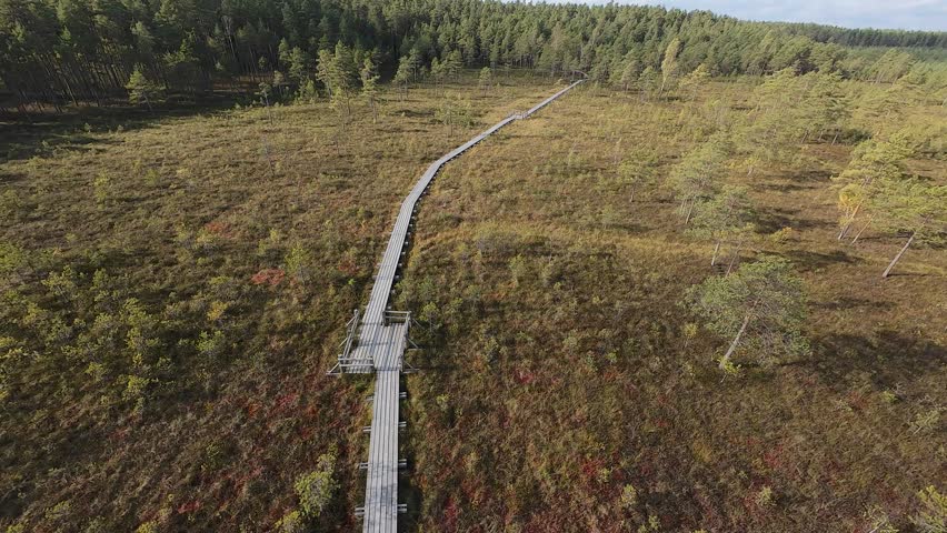 Aerial view flying with a drone over a scenic bog landscape with scattered pine trees and a wooden boardwalk trail leading through the wetland. Beautiful sunny weather with blue sky and clouds. Peacef