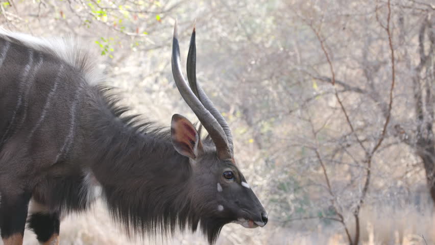 a close up high frame rate clip a male lowland nyala looking at the camera at kruger national park of south africa