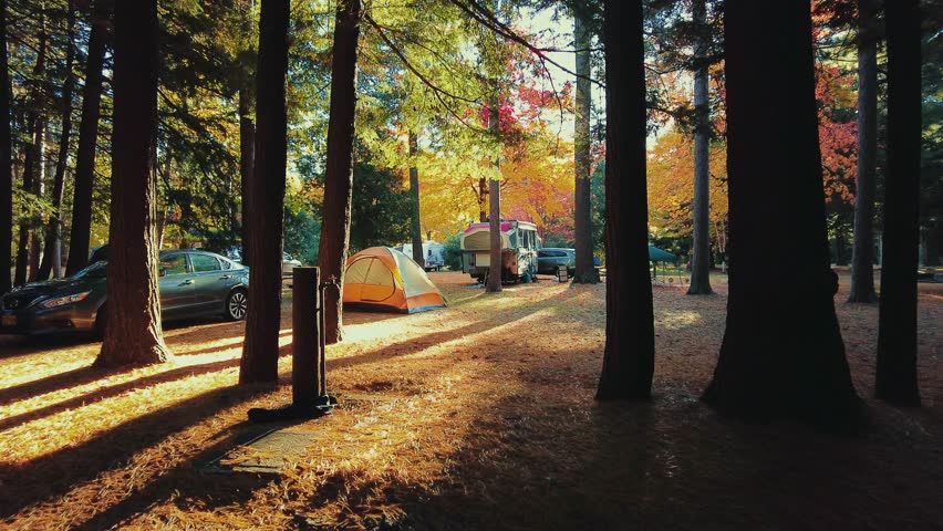 Adirondack Mountain, New York State. A vivid, sunlit scene of a forested area with a campsite in the foreground. The trees are tall and slender, with a mix of green and brown leaves.