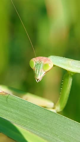 Vertical Macro 4K Praying Mantis (Mantodea) Looking At Camera
