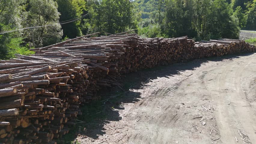 Stacked raw logs prepared for lumber production. Forestry, timber industry, and raw material processing for construction