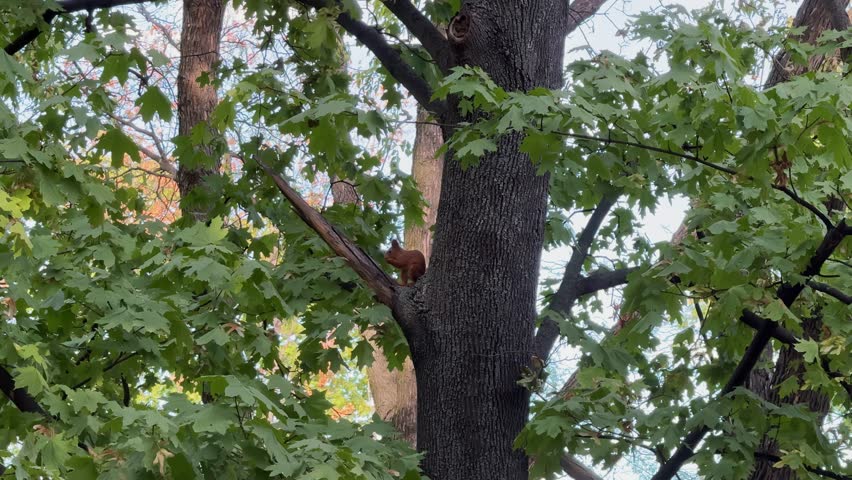 Red Squirrel Climbing on Maple Tree Branch Among Green Foliage in Autumn Forest Tilt-Up Shot