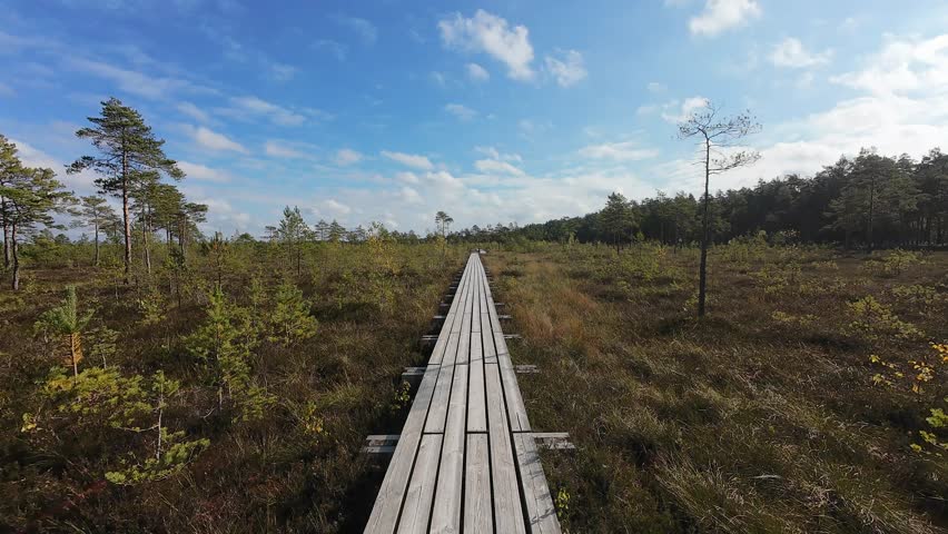 Smooth aerial drone flight starting above a wooden boardwalk trail and then ascending to reveal a wide panoramic view of a bog landscape with small pine trees and surrounding forest. Beautiful sunny d