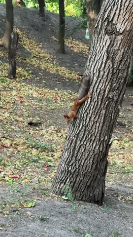 Squirrel Climbing Up Down Tree Trunk Moving Toward Homemade Feeder Handheld Shot Vertical Video