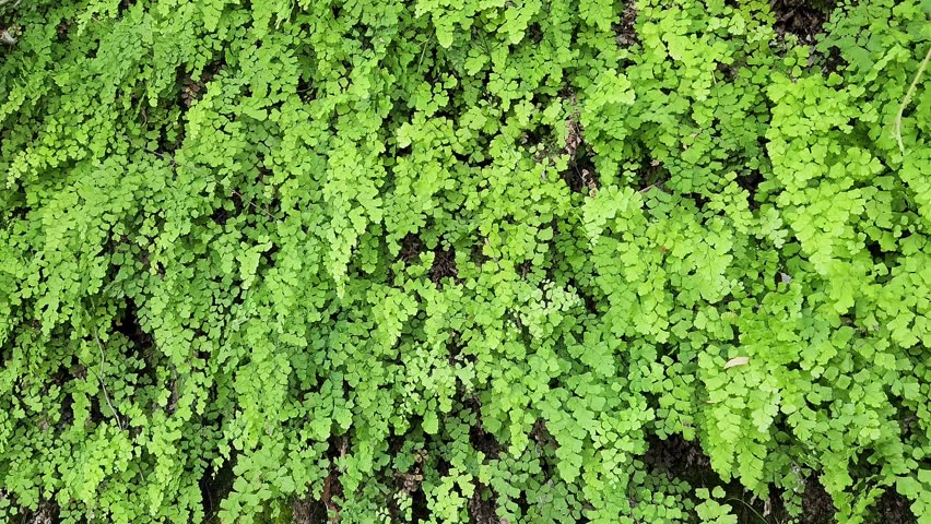 Maidenhair ferns (Adiantum capillus-veneris) for a green nature background