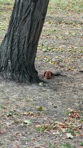Red Squirrel Climbing Rapidly From Ground Up Tree Trunk into Green Canopy Vertical Video