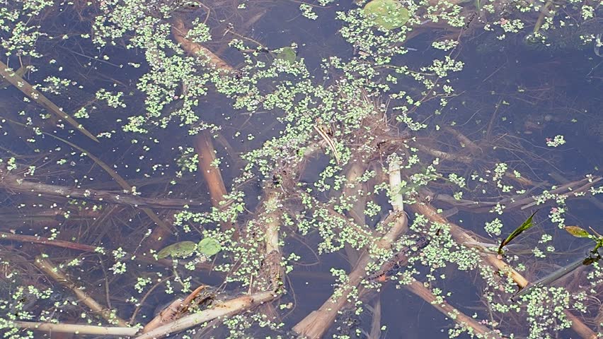Vegetation on the shore and in the water of the lake in autumn