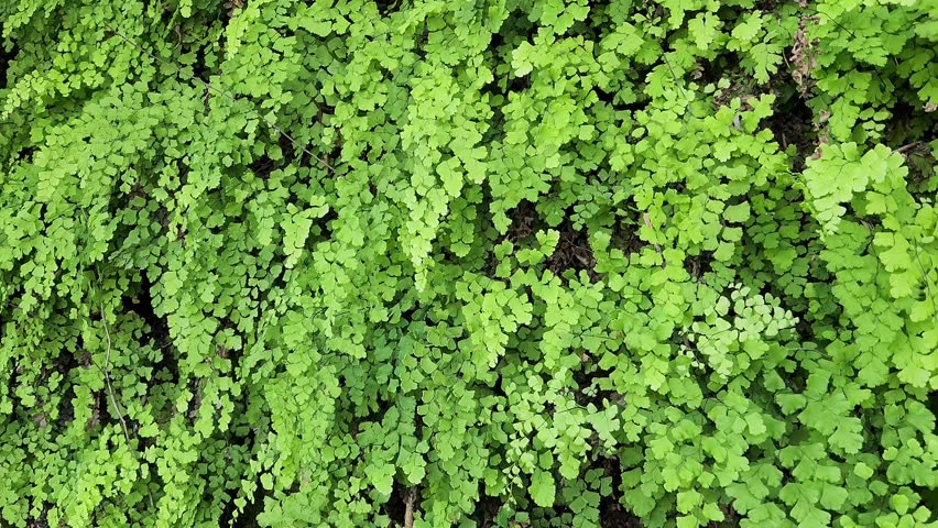 Leaves of the Maidenhair fern (Adiantum capillus-veneris) for a green nature background