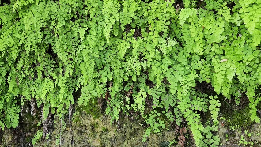 Leaves of the Maidenhair fern (Adiantum capillus-veneris) for a green nature background